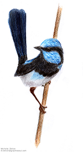 Fairy Wren